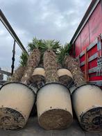 Trachycarpus fortunei palmbomen met stamhoogte 250-350 cm