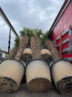 Trachycarpus fortunei palmbomen met stamhoogte 250-350 cm, Tuin en Terras, Halfschaduw, Ophalen of Verzenden, Lente, 250 tot 400 cm