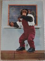 aap voor een schoolbord - nieuwe ansichtkaart, Verzenden, 1960 tot 1980, Ongelopen, Wild dier