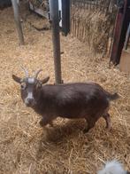 dwerggeiten, Dieren en Toebehoren, Vrouwelijk, Geit, 0 tot 2 jaar