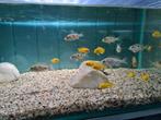 Labidochromis Caeruleus Yellow Malawi Cichliden, Vis, Zoetwatervis