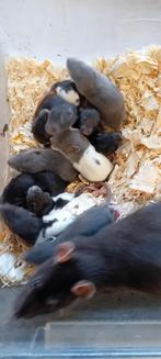Ratten rittens, Dieren en Toebehoren, Knaagdieren, Meerdere dieren, Rat, Na 1 juli 2024, Tam