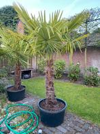 Mooie palmboom, Trachycarpus Fortunei, palm, winterhard, Tuin en Terras, Planten | Bomen, 100 tot 250 cm, Zomer, Palmboom, Ophalen