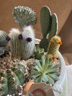 Cactus, Huis en Inrichting, Ophalen of Verzenden, Cactus, Minder dan 100 cm