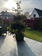 Kerstboom met kluit in zwarte bak ca. 2,50 hoog. GRATIS!!, Tuin en Terras, Planten | Bomen, Bloeit niet, Halfschaduw, Overige soorten