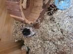 Goudhamster met hamsterscaping hok .hamster is 8 weken, Dieren en Toebehoren, Knaagdieren, Vrouwelijk, Hamster, Na 1 juli 2024