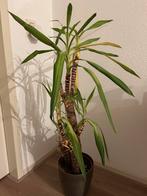 Yucca kamerplant in pot, Ophalen, Halfschaduw, In pot, Minder dan 100 cm