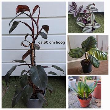 Partij kamerplanten voor €25 Pink Princess Calathea OPHALEN  beschikbaar voor biedingen