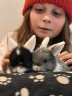 2 lieve konijnen, Dieren en Toebehoren, Konijnen, Mannelijk, Klein, 0 tot 2 jaar, Hangoor