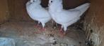 Te koop sierduiven Oudhollands kapucijnen duiven witte, Meerdere dieren, Overige soorten