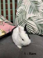 Baby konijntje, Meerdere dieren, Dwerg