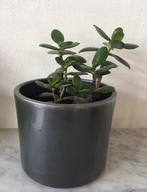 Bio stekjes geluksboompje geldboompje Crasula Ovata, Huis en Inrichting, Kamerplanten, Vetplant, Ophalen of Verzenden, In pot