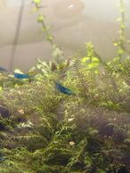 Blauwe garnaal, Kreeft, Krab of Garnaal, Zoetwatervis