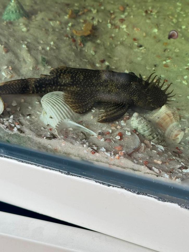 Gevulde aqarium, Dieren en Toebehoren, Vissen | Aquaria en Toebehoren, Ophalen of Verzenden