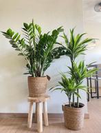 2for85-Zamioculcas Zamifolia & Dracena Lemon Lime, In pot, Minder dan 100 cm, Groene kamerplant, Groenteplant