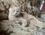 Bkh poes lilac  met twee kittens (poesjes), Dieren en Toebehoren, Katten en Kittens | Raskatten | Korthaar, Poes