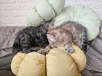2 katertjes tabby rex man kortharig, Dieren en Toebehoren, Katten en Kittens | Overige Katten, Kater, Kortharig, 0 tot 2 jaar