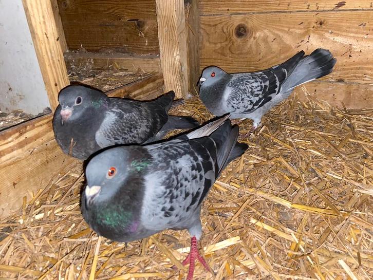 Postduiven, Dieren en Toebehoren, Vogels | Duiven, Postduif, Meerdere dieren