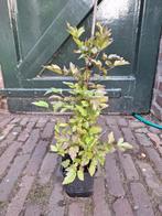 Clematis Vitalba (Bosrank), Ophalen, Zomer, Overige soorten, Halfschaduw