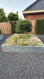 Tegels er uit  en vergroen  uw tuin met Sedum planten, Ophalen of Verzenden, Zomer, Overige soorten, Volle zon