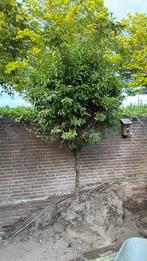 Laurierkers 2,5 meter, Ophalen, Volle zon, Overige soorten
