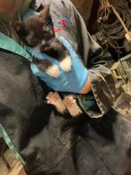 boerderij kittens (katers) te koop, Dieren en Toebehoren, Katten en Kittens | Overige Katten, Kater