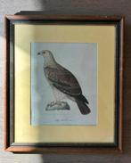 Vinatge lijsten vogels, Ophalen of Verzenden