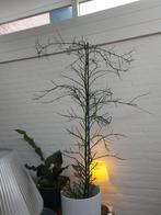 Potloodplant 150cm - Euphorbia tirucalli, Huis en Inrichting, Kamerplanten, Ophalen, 100 tot 150 cm, Overige soorten, Halfschaduw