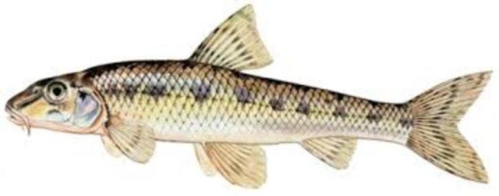 Grondel - Gobio Gobio - XL - Koidreams Valburg, Dieren en Toebehoren, Vissen | Vijvervissen, Overige soorten