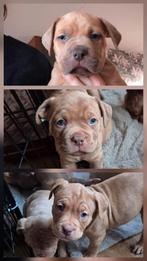 American bully x bordeauxdog pups. Nu 7 weekjes, Overige rassen, 8 tot 15 weken, Meerdere, Meerdere dieren
