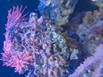 Anemoon, Dieren en Toebehoren, Slak of Weekdier, Zoutwatervis