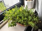 Vetplantjes op klei schaal, Ophalen of Verzenden, Zomer, Overige soorten, Volle zon
