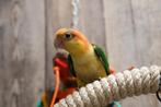 Jonge Baby Roestkop Caique´s | getest | Speels | Handtam