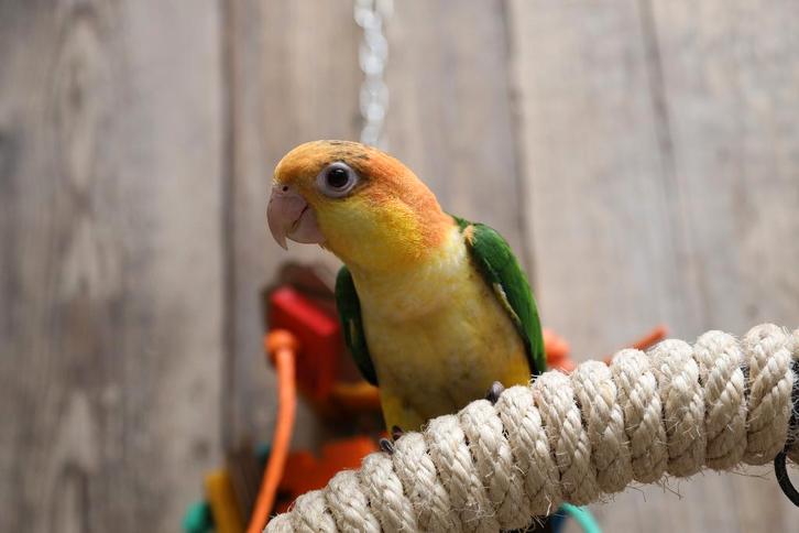 Jonge Baby Roestkop Caique´s | getest | Speels | Handtam, Dieren en Toebehoren, Vogels | Parkieten en Papegaaien, Papegaai, Meerdere dieren