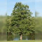 Jonge zwarte  elzen bomen, Ophalen, Volle zon, Overige soorten