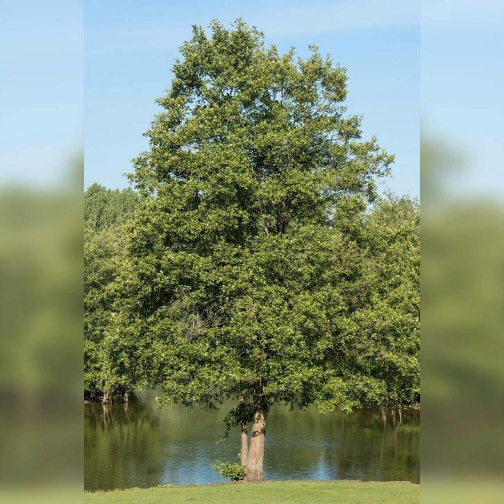 Jonge zwarte  elzen bomen, Tuin en Terras, Planten | Bomen, Overige soorten, Volle zon, Ophalen