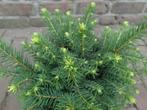Fraaie Dwergconifeer / Picea Omorika Karel, Volle zon, Vaste plant, Bloeit niet, Ophalen
