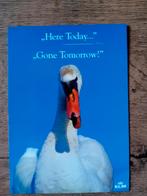 KLM kaart Here Today..Gone Tomorrow  Call&Go, Verzamelen, Ansichtkaarten | Themakaarten, Ophalen of Verzenden, Voor 1920, Ongelopen