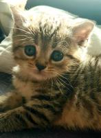 Raszuivere Golden tabby britskorthaar poesje, Dieren en Toebehoren, Katten en Kittens | Raskatten | Korthaar, Meerdere dieren
