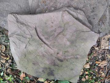 Grote flatstones - Steensoort: Canadian.Slate - Stenen beschikbaar voor biedingen