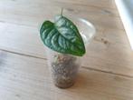 Monstera Siltepecana El Salvador kopstek geworteld, Ophalen of Verzenden, Overige soorten, Minder dan 100 cm