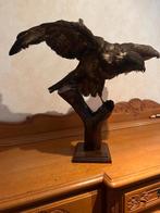 Roofvogel uit Congo (opgezet), Verzamelen, Dierenverzamelingen, Ophalen, Zo goed als nieuw, Vogel, Opgezet dier