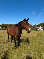 Knappe merrie van 8 jaar zoekt nieuw 5 sterren huisje, Dieren en Toebehoren, Merrie, Recreatiepaard