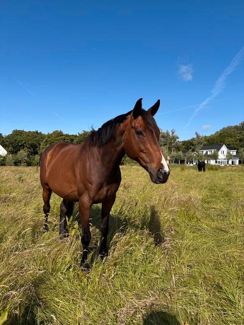 Knappe merrie van 8 jaar zoekt nieuw 5 sterren huisje, Dieren en Toebehoren, Paarden, Merrie, Recreatiepaard