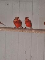Rood agaat kanarie.s, Dieren en Toebehoren, Vogels | Kanaries, Meerdere dieren, Kleurkanarie