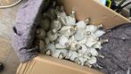 400W HPL-N lampen (Philips), Ophalen, 60 watt of meer, Overige typen, Overige fittingen