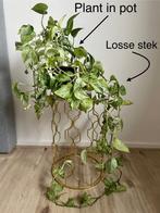 Epipremnum Aureum Pothos marble queen: plant in pot en stek, Huis en Inrichting, Kamerplanten, Groene kamerplant, Ophalen, Halfschaduw