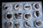 Cabochons (Wood fossil), Ophalen of Verzenden, Nieuw