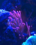 Ultra red long tentacle anemone, Dieren en Toebehoren, Vissen | Aquariumvissen, Vis