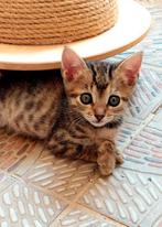 Lieve knuffelkitten Kisu, Dieren en Toebehoren, Katten en Kittens | Overige Katten, Poes, Kortharig, 0 tot 2 jaar